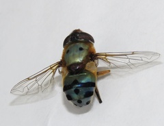 Austalis pulchella