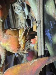 Ischnomela pulchripennis