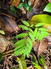 Ichnanthus pallens