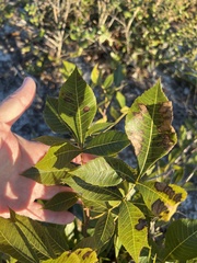 Carya floridana