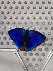 Panthiades bathildis