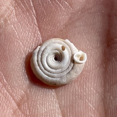 Polygyra