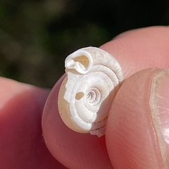 Polygyra