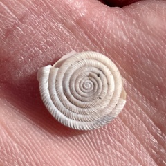 Polygyra