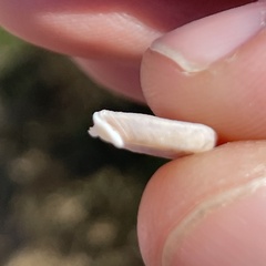 Polygyra