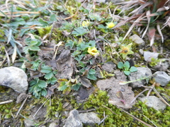 Potentilla verna