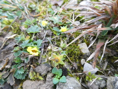 Potentilla verna