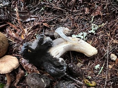 Entoloma medianox