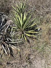 Yucca treculiana