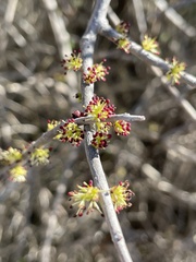 Forestiera angustifolia