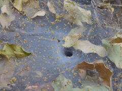 Putranjiva roxburghii