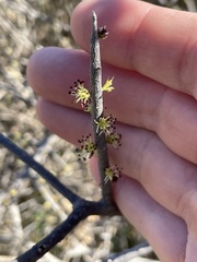 Forestiera angustifolia