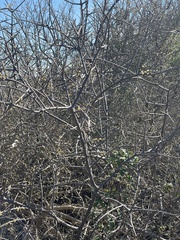 Forestiera angustifolia