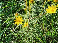 Bidens polylepis