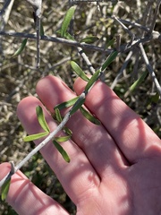 Forestiera angustifolia