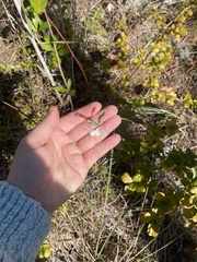 Melanthera parvifolia