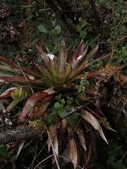 Tillandsia complanata