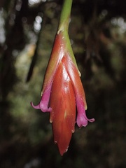 Tillandsia complanata