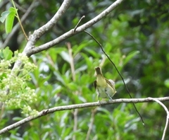 Vireo chivi