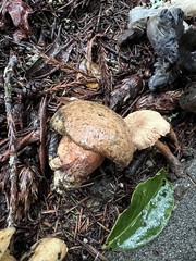 Lactarius rubrilacteus
