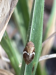 Bathyllus albicinctus
