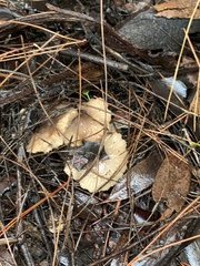 Marasmius albogriseus