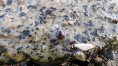 Gnorimosphaeroma oregonense