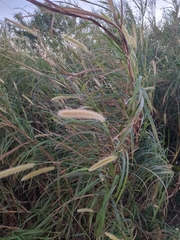 Poaceae
