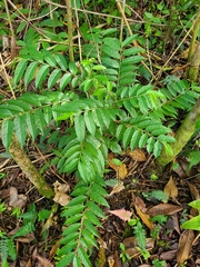 Casearia arborea