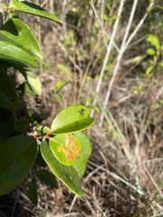 Condylostylus graenicheri
