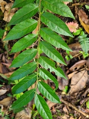 Casearia arborea