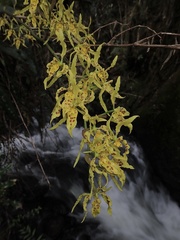 Cyrtochilum pardinum