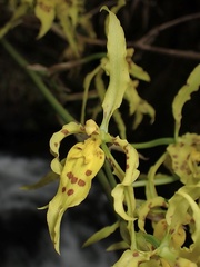 Cyrtochilum pardinum