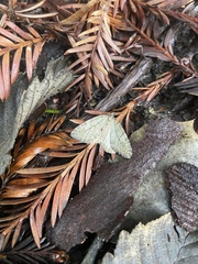 Hydriomena nubilofasciata