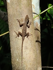 Anolis stratulus
