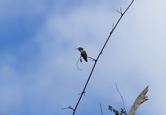 Mellisuga minima