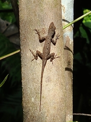 Anolis stratulus