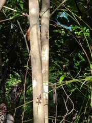 Anolis stratulus