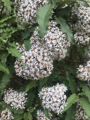 Olearia ilicifolia