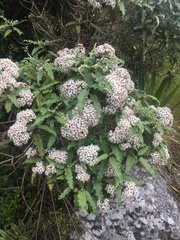 Olearia ilicifolia