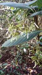 Palicourea lineariflora