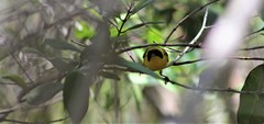 Geothlypis flavovelata