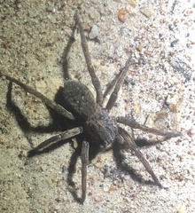 Mituliodon tarantulinus