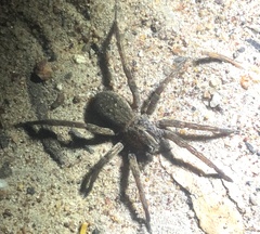 Mituliodon tarantulinus