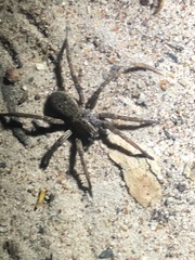 Mituliodon tarantulinus