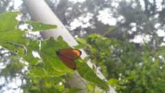 Arctiinae