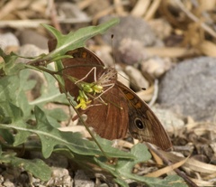 Junonia nigrosuffusa