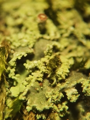 Cladonia caespiticia