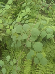 Thalictrum strigillosum