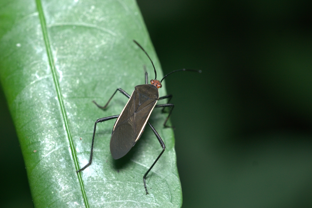 Hypselonotus tricolor